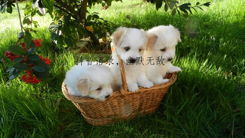 抖音语录，幽默无敌