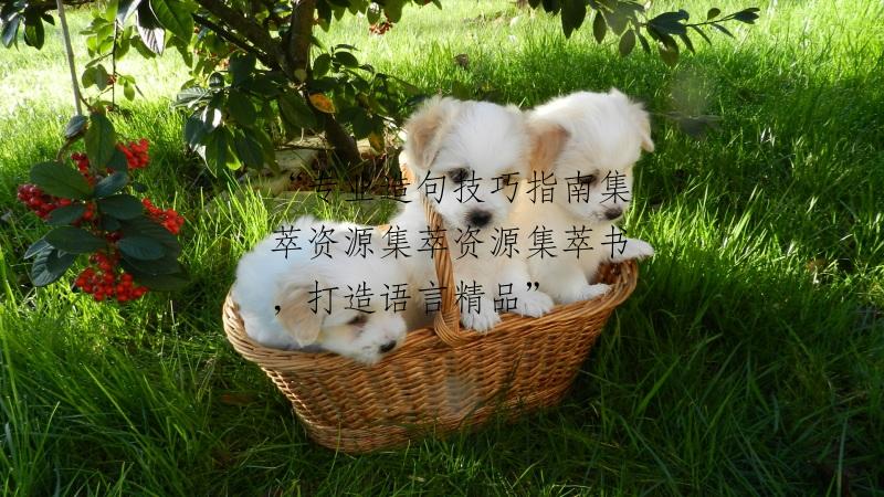 “专业造句技巧指南集萃资源集萃资源集萃书，打造语言精品”