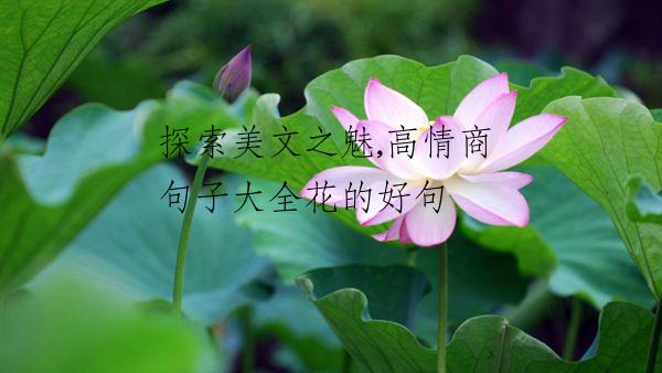 探索美文之魅,高情商句子大全花的好句