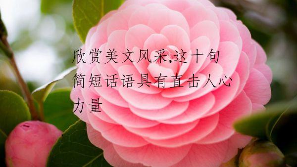 欣赏美文风采,这十句简短话语具有直击人心力量