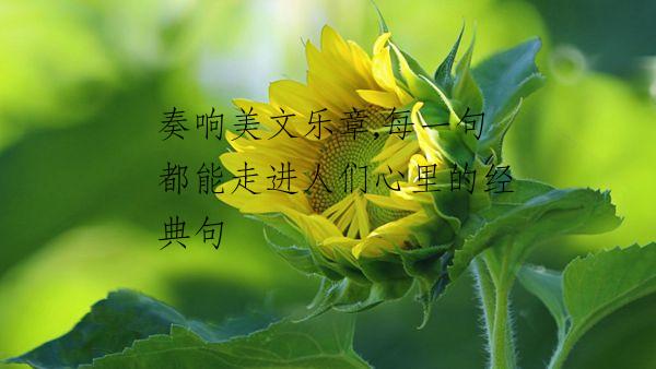 奏响美文乐章,每一句都能走进人们心里的经典句